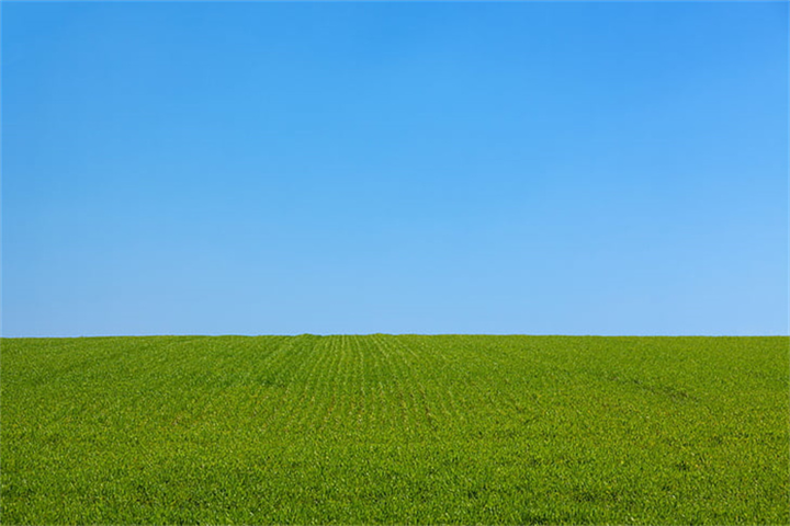 河南本地医院草坪基地在哪