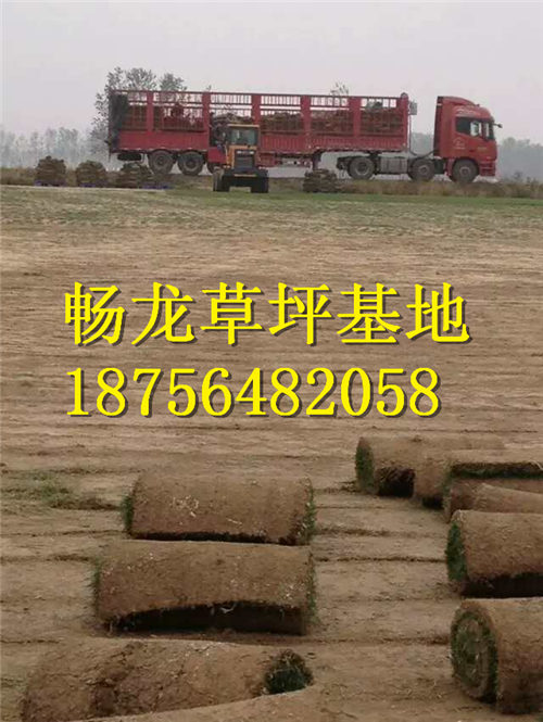 河南百慕大草坪定购TEL18756482058 