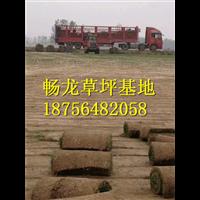 河南球场草坪草皮出售基地在哪里
