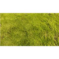 河南濮阳果岭草皮草坪供应基地在哪里