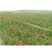 辽宁红宝石萱草-辽宁台安红宝石萱草基地 