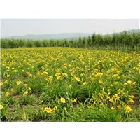 辽宁大花萱草基地|东北大花萱草出售 