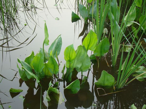 辽宁慈菇/辽宁供应慈菇种苗/出售慈菇苗 