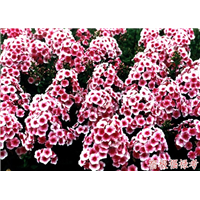 辽宁宿根福禄考 