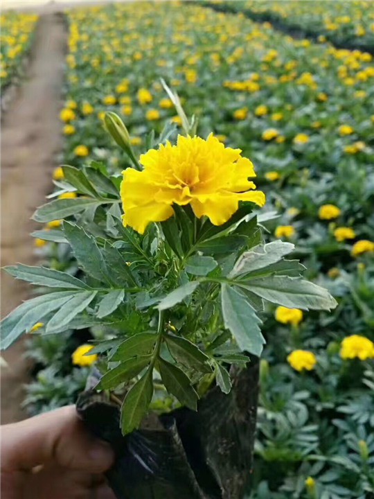 孔雀草,辽宁孔雀草,东北孔雀草 