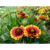 天人菊、辽宁天人菊、辽宁天人菊种植基地 