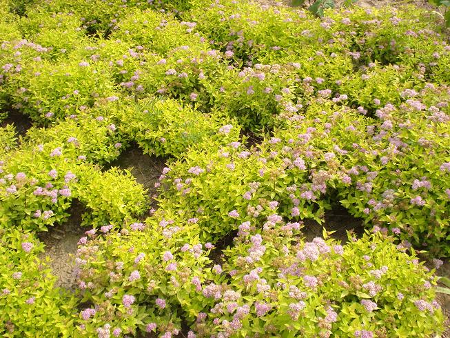 出售金山绣线菊、东北金山绣线菊 