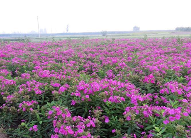 宿根福禄考供应/辽宁鞍山宿根福禄考基地 