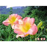 供应大苞萱草|辽宁台安大苞萱草生产供应商 