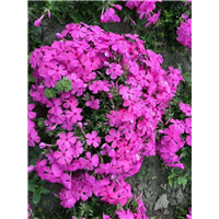 丛生福禄考芝樱（粉毯）辽宁丛