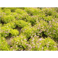 出售金山绣线菊、东北金山绣线菊 