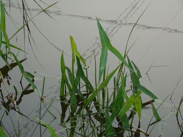 东北泽泻/供应泽泻种苗/东北水生花卉种苗 