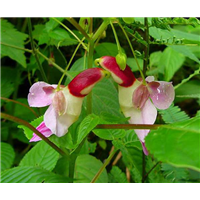 鹦鹉花 