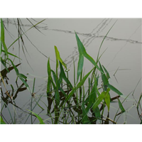 东北泽泻/供应泽泻种苗/东北水生花卉种苗 