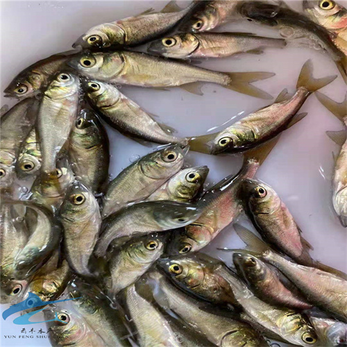 江西鱼苗