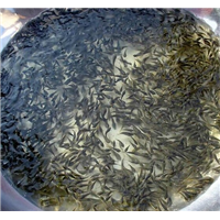 上海哪里有淡水鱼苗卖 