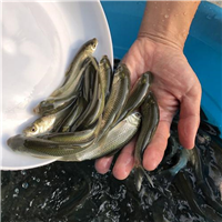 上海鱼苗批发市场