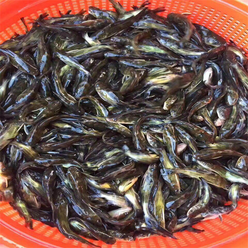 上海鱼苗