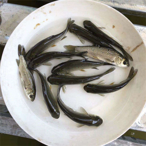 浙江鱼苗