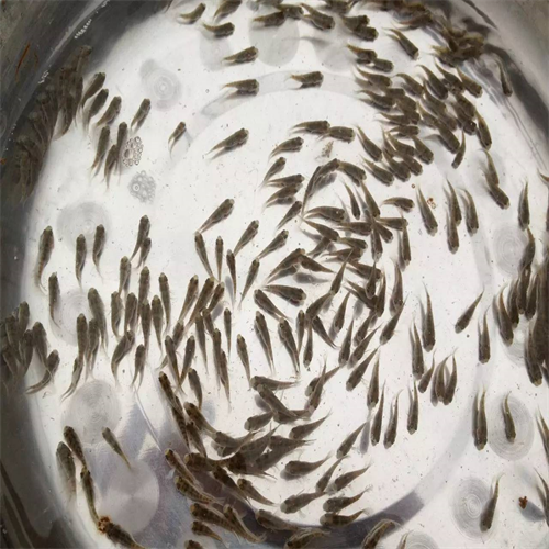 上海鱼苗供应