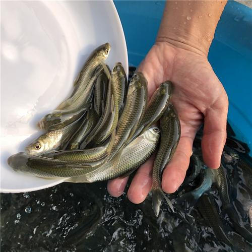 上海鱼苗批发市场