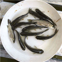 浙江鱼苗