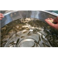 上海鱼苗批发|浙江鱼苗价格 