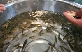 上海鱼苗批发|浙江鱼苗价格 