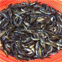 上海鱼苗