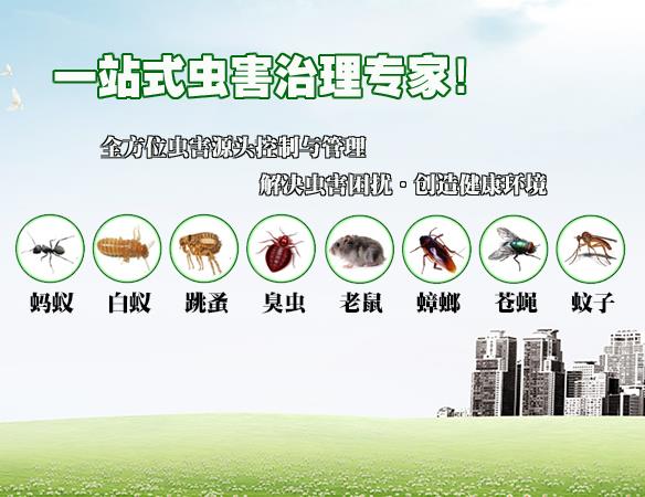 珠海杀白蚁