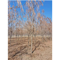 长春梧桐树种植基地