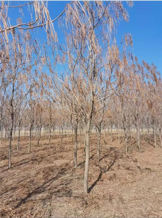 长春梧桐树种植基地