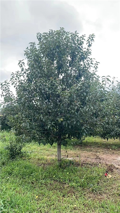 长春寒富苹果树苗