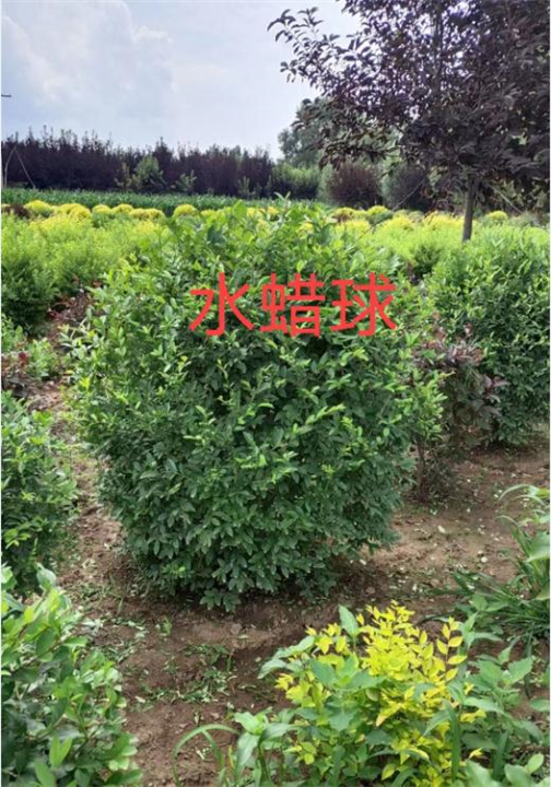 长春水蜡球批发价格