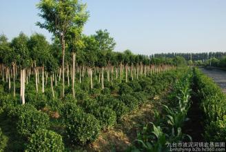 长春紫叶风箱果1