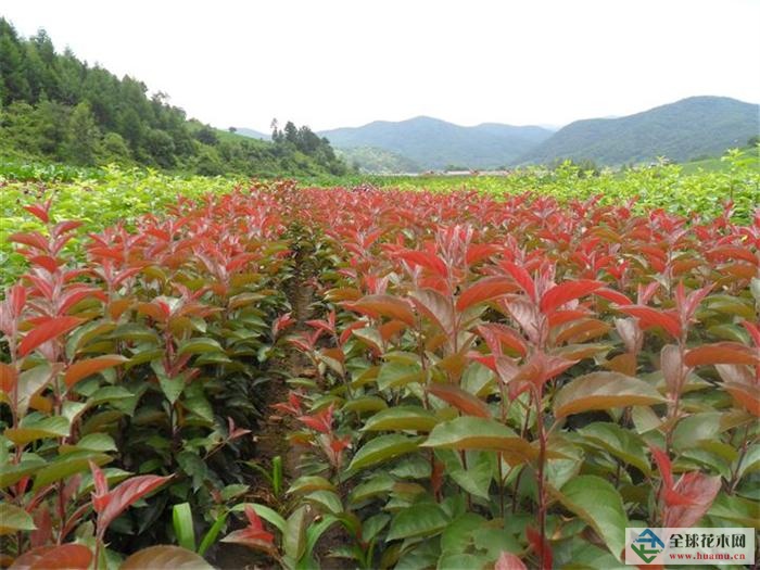 长春王族海棠 