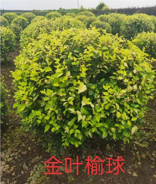 长春金叶榆球批发价格
