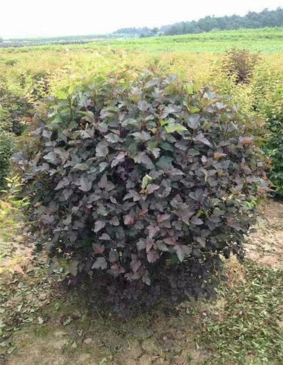 长春紫叶风箱果球批发价格