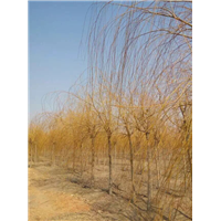 长春苗圃 