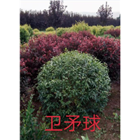 长春卫矛球批发价格