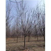 长春紫叶稠李基地
