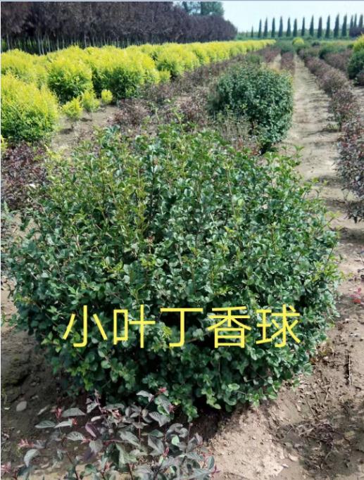 长春小叶丁香球价格