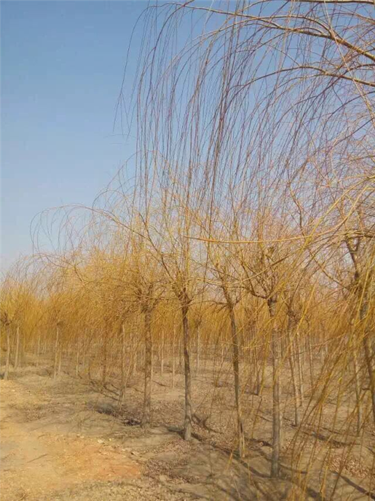 长春苗圃 