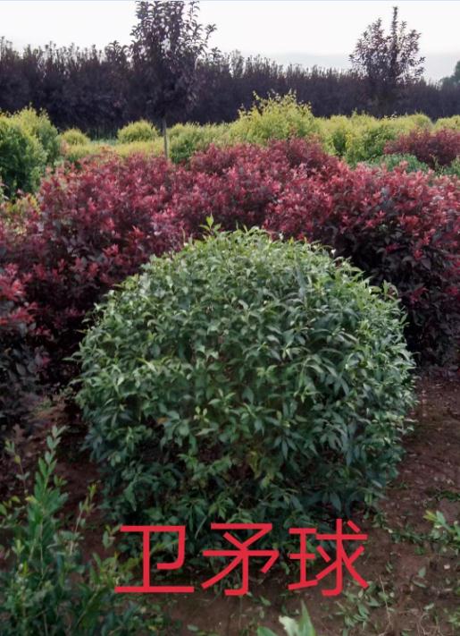 长春卫矛球批发价格