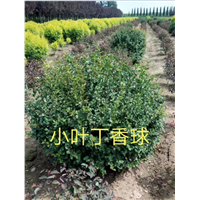 长春小叶丁香球价格