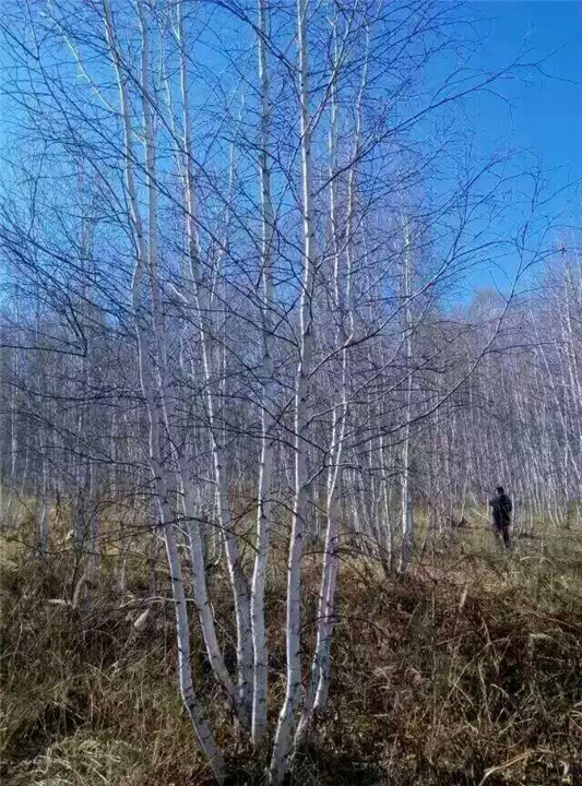 长春占地树苗 
