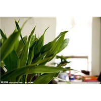 深圳福田周易命理八字四柱学习培训 