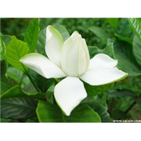 家居风水催桃花 