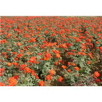 江苏月季’徐州月季‘月桂种植基地 