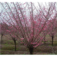 江苏梅花树种植基地/江苏梅花树苗